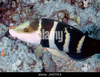 A Blackeye Thicklip Wrasse (Hemigymnus melapterus) in the Red Sea Stock Photo