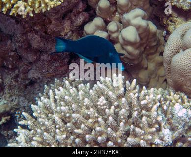 A blue Bird Wrasse (Gomphosus varius) in the Red Sea, Egypt Stock Photo