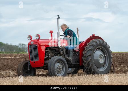 Vintage Massey Ferguson 35 tractor working at The Great All England Ploughing Match held in Droxford, Hampshire, England, UK, October 2021 Stock Photo