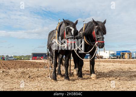 Pair of Shire horses at The Great All England Heavy Horse Ploughing Match, an event in Droxford, Hampshire, UK, October 2021 Stock Photo