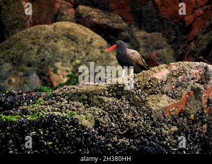 Blackish Oystercatcher (Haematopus ater) sitting on the rock at the Ballestas Islands in Paracas national park, Peru Stock Photo