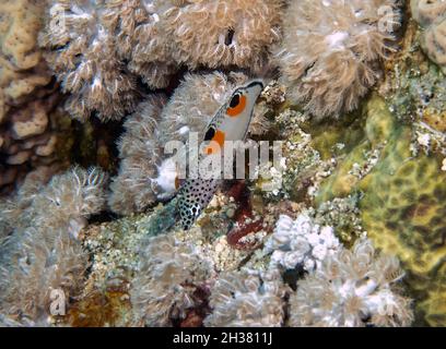 A juvenile Clown Wrasse (Coris aygula) in the Red Sea, Egypt Stock Photo