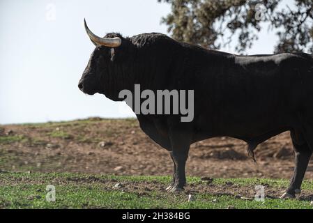 Brave bull or lidea bull in the meadow of Spain Stock Photo