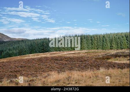 Mountain moorland an d pine forest in the Scottish Highlands Stock Photo