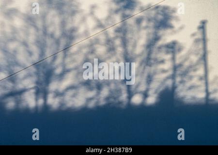 Tree shadows on white wall background Stock Photo