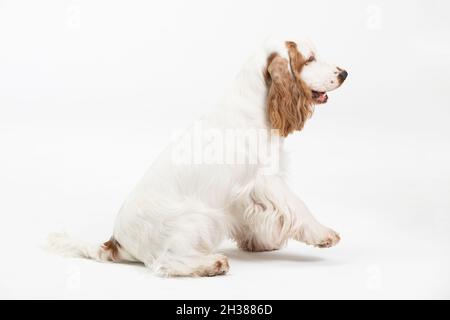 The dog is sitting and has his front paw raised. English cocker spaniel with honey gold coat. Stock Photo