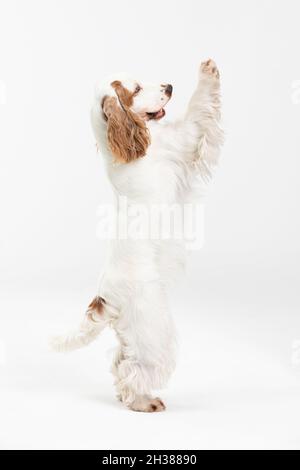 The dog stands on two hind legs. English cocker spaniel with honey gold coat. Stock Photo
