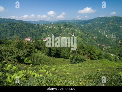 Green spring fields in Turkey mountains Stock Photo - Alamy