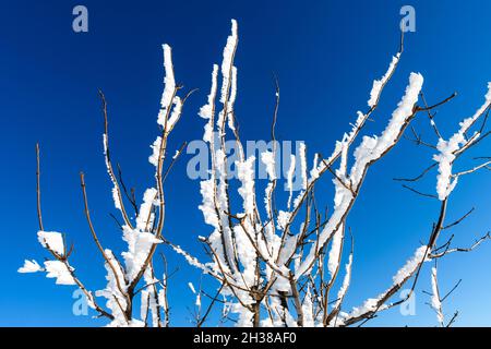 Snow-covered twigs, sparkling from the winter sun, against the blue sky. Hoarfrost or frost crystals on treetops on a cold day of winter Stock Photo