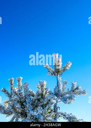 Snow-covered twigs, sparkling from the winter sun, against the blue sky. Hoarfrost or frost crystals on treetops on a cold day in winter Stock Photo