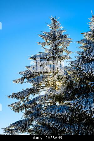 snow pines from winter with sparkling frost against the background of winter sun and blue sky. Snow sunset Stock Photo