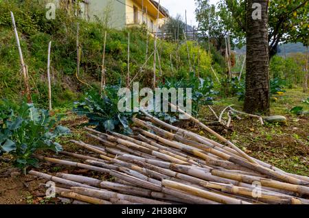 Carrizo Cane (Giant Reed)(arundo donax), an Invasive Species, on Banks ...