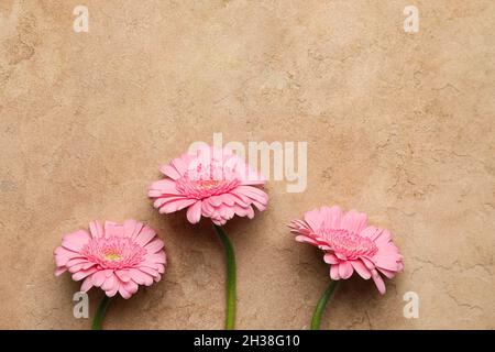 Three beautiful gerbera flowers on color background, closeup Stock Photo