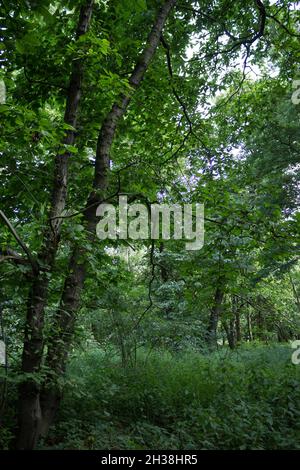 Tree Portrait, Summertime Countryside Lane Walk View, Tall Trees and Greenery, Woods, Tree Trunk, Nature, Wilderness, Leaves, Tree Bark Stock Photo