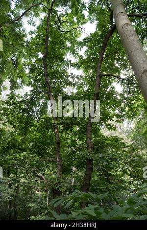 Tree Portrait, Summertime Countryside Lane Walk View, Tall Trees and Greenery, Woods, Tree Trunk, Nature, Wilderness, Leaves, Tree Bark Stock Photo