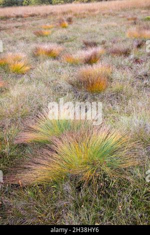 Deer grass, Trichophorum germanicum, Malham Tarn, Yorkshire Dales, UK Stock Photo