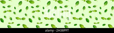Fresh green basil leaves isolated on green background. Top view. Flat lay. Seamless pattern Stock Photo