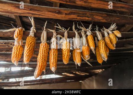 Lots of sweet corns drying hanging on a rod in traditional Bhutanese house in the rural area Stock Photo