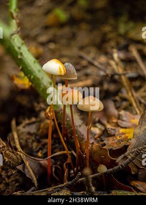 Small group of differently coloured Saffrondrop Bonnet fungi in English woodland. Stock Photo