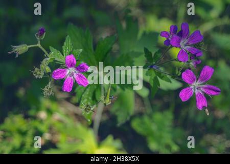 Blue Geraniums flowers under the summer sunlight. Forest geranium Geranium sylvaticum flowers illuminated by the suns on a dark background. Stock Photo