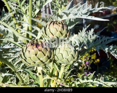 Close up of Cynara scolymus or Globe Artichoke a fully hardy perennial with flower head buds that are an edible vegatable in summer Stock Photo