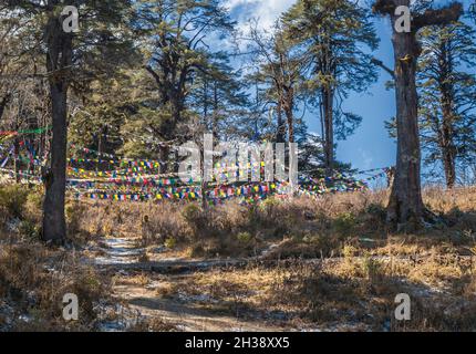 Traditional prayer Tibetan Buddhist flags Lung Ta on Dochula Pass in Bhutan, Himalayas. Stock Photo