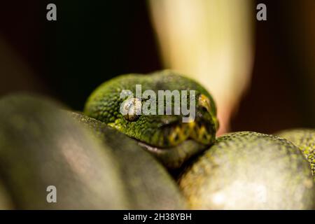 Close-up of green snake. Beautiful venomous reptile in serpentarium. Exotic tropical animals concept. Stock Photo