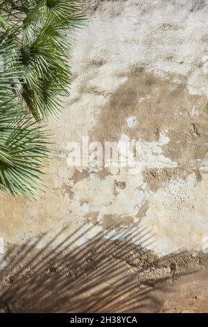 palm leaf shadow on an old wall background Stock Photo