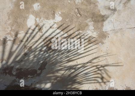 palm leaf shadow on an old wall background Stock Photo