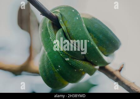 Close-up of green snake on branch. Beautiful venomous reptile in serpentarium. Exotic tropical animals concept. Stock Photo