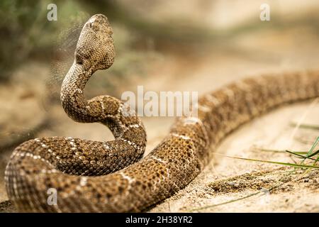 Close-up of crotalus atrox or western diamondback rattlesnake. Beautiful venomous snake in serpentarium. Exotic tropical animals concept. Stock Photo