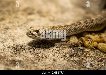 Close-up of crotalus atrox or western diamondback rattlesnake. Beautiful venomous snake in terrarium. Exotic tropical animals concept. Stock Photo
