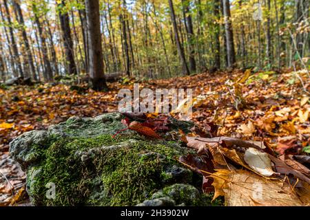 A large stone covered with moss by a path near a forest covered with yellow and brown autumn leaves Stock Photo