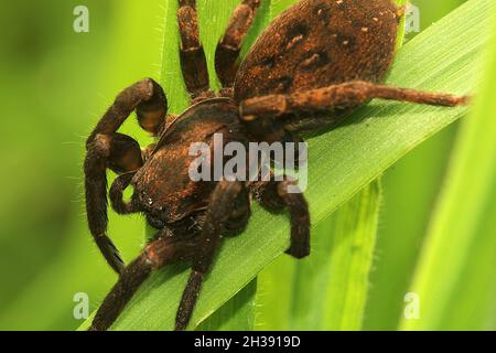 Cuddly looking vagrant spider (Uliodon sp.) on grass Stock Photo