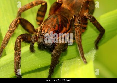 Cuddly looking vagrant spider (Uliodon sp.) on grass Stock Photo
