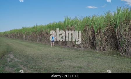 Farmland near Mirani, Queensland Stock Photo