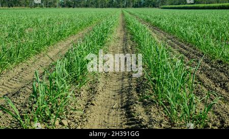 Farmland near Mirani, Queensland Stock Photo