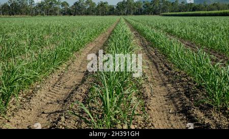 Farmland near Mirani, Queensland Stock Photo