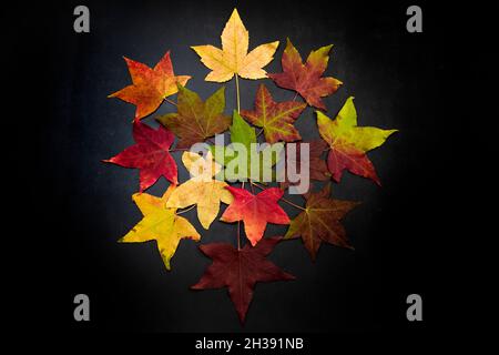 Shades of autumn, multicolored autumn maple  leaves on a black background, top view Stock Photo