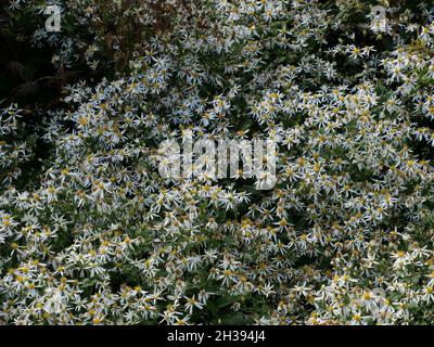 Field of white wood aster flowers Stock Photo