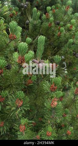 Scots pine, Pinus sylvestris Stock Photo