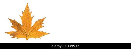 Sycamore brown autumn leaf, autumn leaf of plane tree different colors, isolated on white background Stock Photo