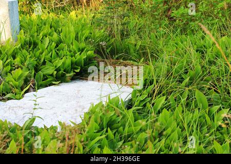 An old granite headstone in a disused cemetery, overgrown by grass and wildflowers. Stock Photo