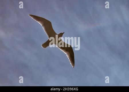Sunlit seagull in flight Stock Photo