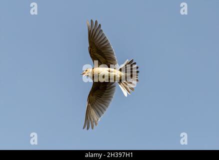 Low angle shot of a common skylark bird flying in a blue sky Stock Photo