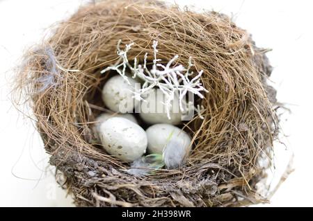 Delicate nest with eggs of a small bird, white background Stock Photo