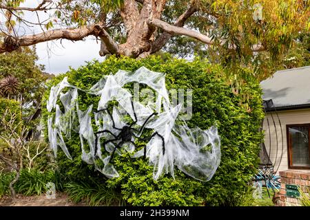 Halloween decorations spiders web and giant spider decorate a tree in Sydney for halloween celebrations,Australia Stock Photo