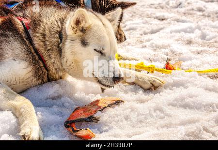 Huskies in a team has a rest and eats fish. Kamchatka peninsula Stock Photo