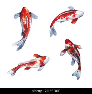 Project Figure 189 Stock Illustration - Download Image Now - Koi Carp,  Sketch, Engraving - iStock