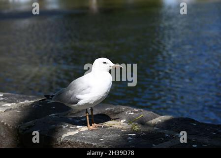 A silver gull, or seagull, its tail in a shadow, standing next to some greenery on bluestones beside a lake during spring Stock Photo